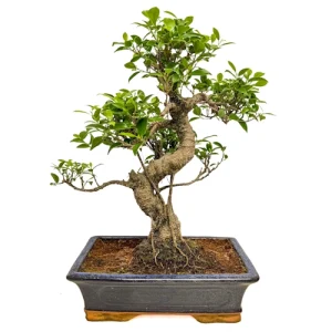 Tall Ficus 48cm