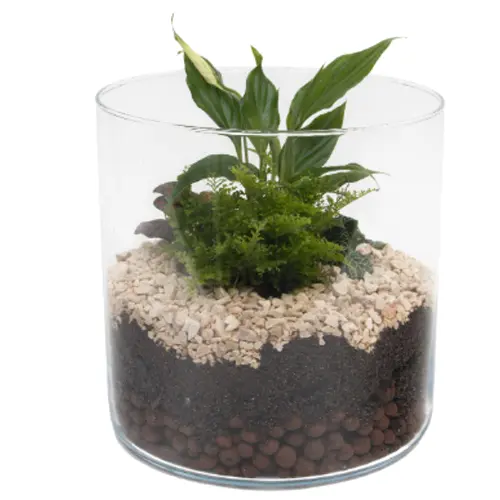 Terrarium Lucille - Small