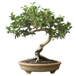 Pomegranate Bonsai Care Guide