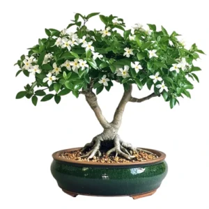 Water Jasmine Bonsai Care Guide