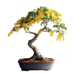 Wattle Bonsai Care Guide