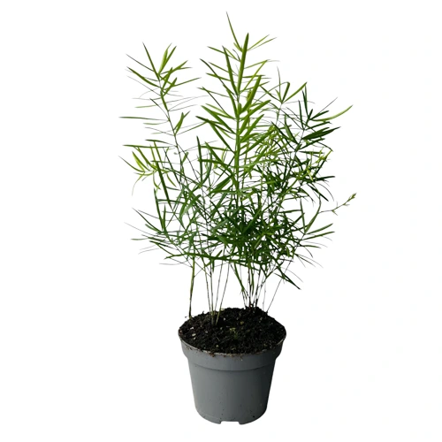 Asparagus Dens Sprengeri 20cm