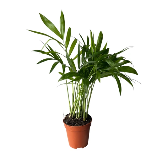 Chamaedorea Elegans Tiny Lizzy 22cm