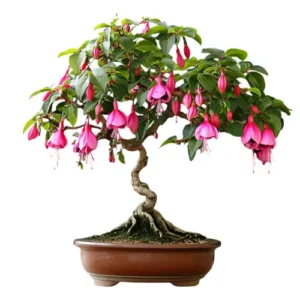 Fuchsia Bonsai Care Guide