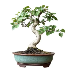 Hackberry Bonsai Care Guide