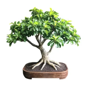 Hawaiian Umbrella Bonsai Care Guide