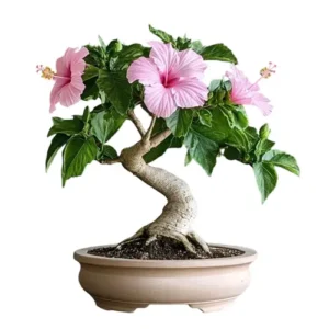 Hibiscus Bonsai Care Guide