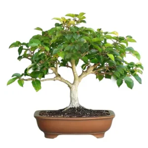 Jabuticaba Bonsai Care Guide