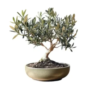 Olive Bonsai Care Guide