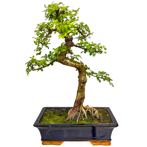 Chinese Elm 52cm