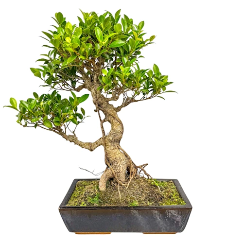 Ficus 63cm