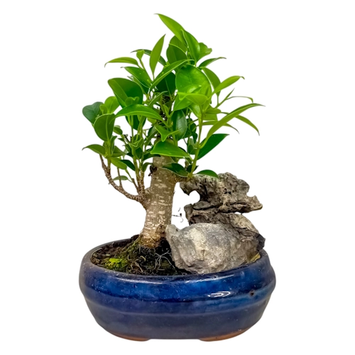 Ficus 25cm