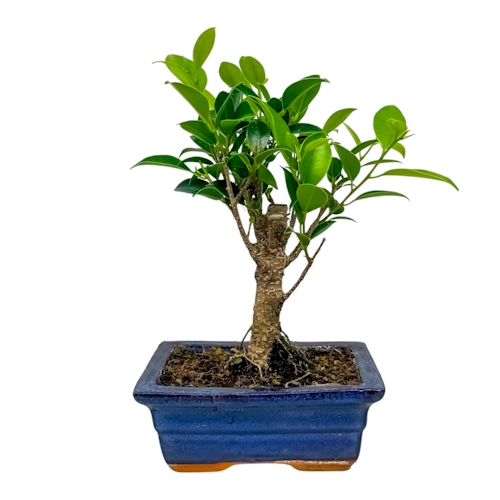 Cute Small Ficus 27cm