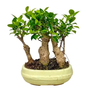 Ficus Inc Tray 28cm