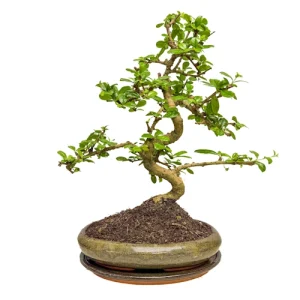 Cute Fukien Tea Tree Inc Tray 46cm