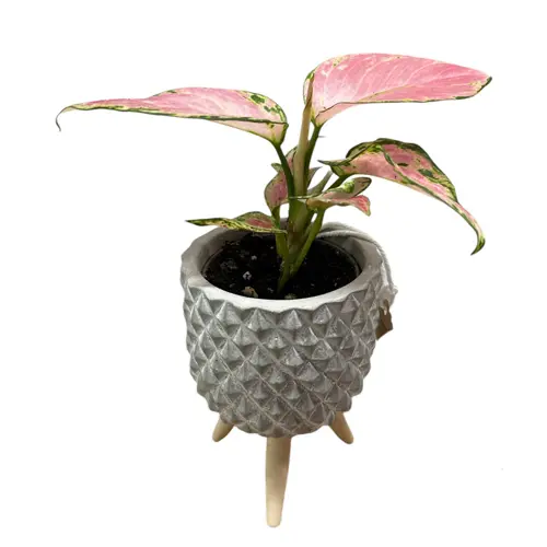 Aglaonema Red Zirkon 22cm