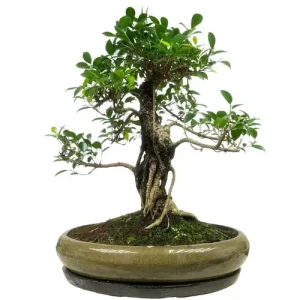 Artistic Ficus Inc Tray 64cm