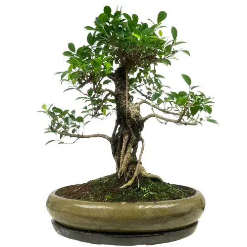 Artistic Ficus Inc Tray 64cm