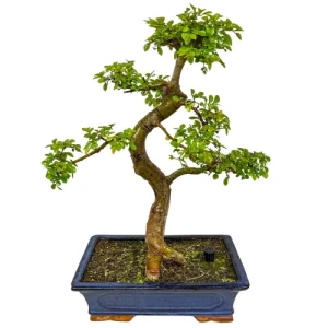 Chinese Elm 52cm