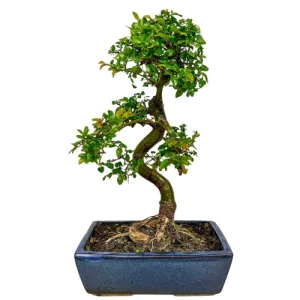 Chinese Elm 43cm