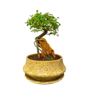 Chinese Elm Root Over Rock 30cm inc Tray