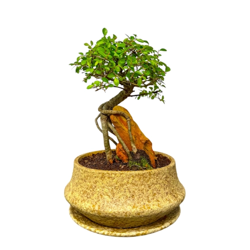 Chinese Elm Root Over Rock 30cm inc Tray