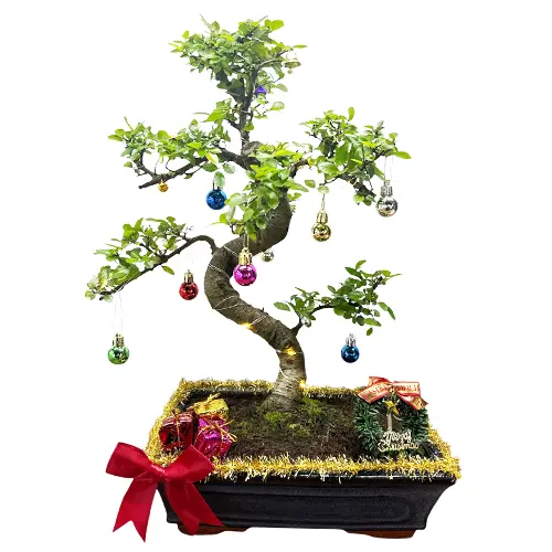 Why Bonsai Makes a Perfect Gift: Meaning, Symbolism & Occasions - Miyagi  Bonsai