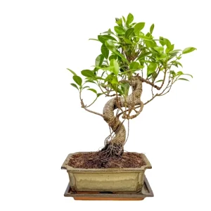 Cute Ficus Inc Tray 38cm
