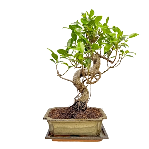 Cute Ficus Inc Tray 38cm
