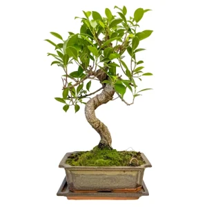 Aesthetic Ficus Inc Tray 39cm