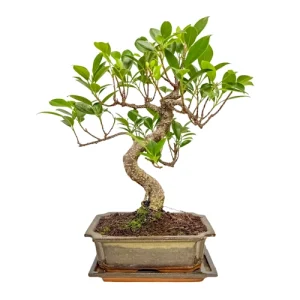 Lush Ficus Inc Tray 37cm