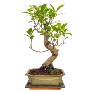 Attractive Ficus Inc Tray 40cm
