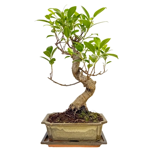 Attractive Ficus Inc Tray 40cm