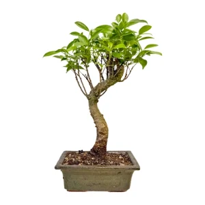 Cute Ficus 33cm