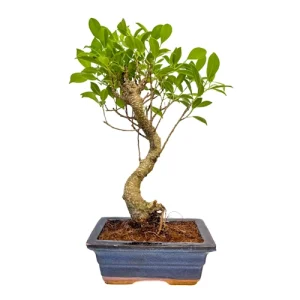 Ficus 34cm