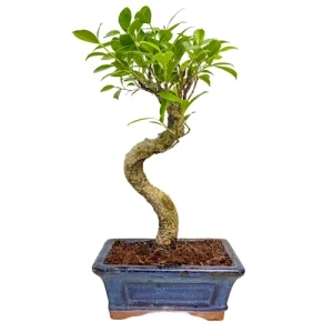 Unique Ficus 33cm