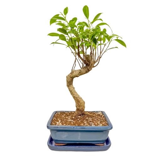Rare Ficus Inc Tray 35cm
