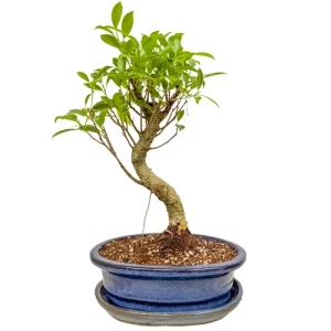 Thriving Ficus Inc Tray 32cm