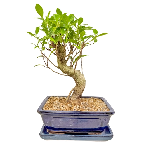 Structured Ficus Inc Tray 33cm