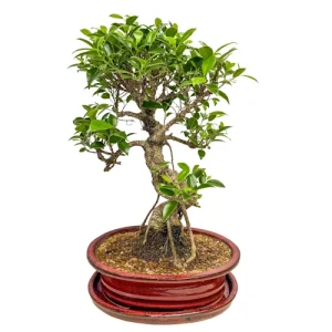 Charm Ficus Inc Tray 47cm