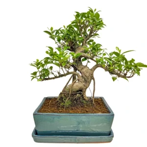 Styled Ficus 44cm Inc Tray