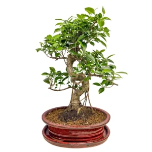Bushy Ficus Inc Tray 48cm