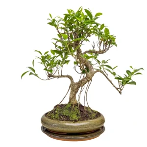 Lush Ficus Inc Tray 44cm