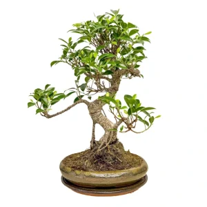 Ficus Inc Tray 47cm