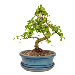 Fukien Tea Tree 31cm Inc Tray