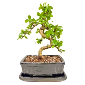 Cute Fukien Tea Tree 34cm Inc Tray