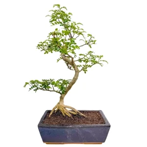Japanese Pepper Tree 49cm