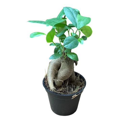1 Random Micro Ficus Ginseng 18cm - Miyagi Bonsai