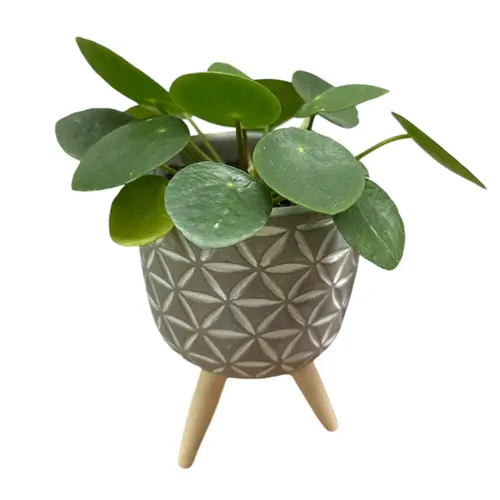 Pilea Peperomoides 17cm - Miyagi Bonsai
