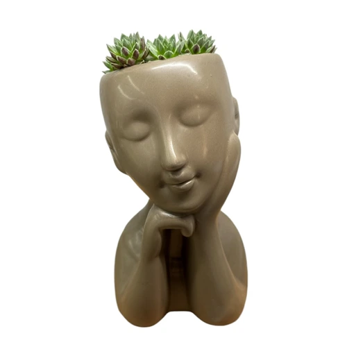 Pretty Face Sempervivum